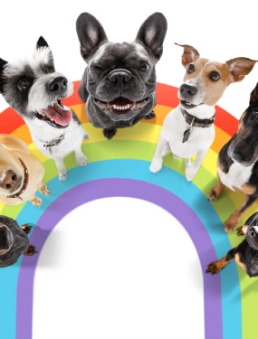 Can Dogs Be Gay? An Exploration of Canine Behavior