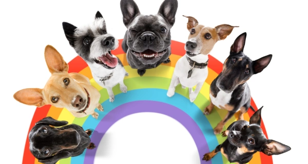 Can Dogs Be Gay? An Exploration of Canine Behavior | AroundMen.com