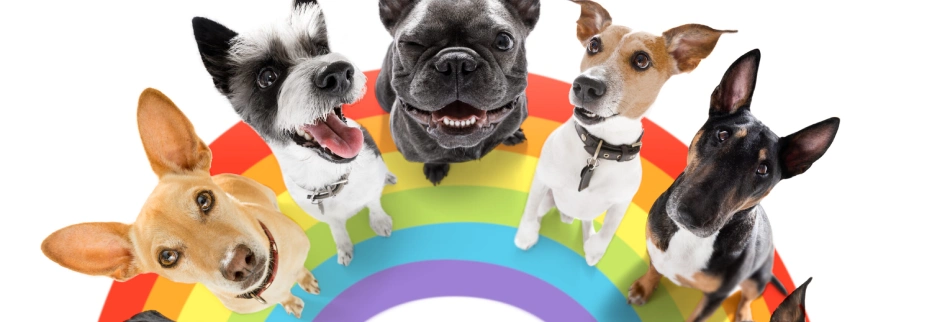  Exploring the Question: Can Dogs Display Gay Behavior?